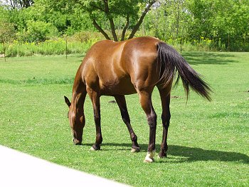 Rita - standardbred mare and driving horse
